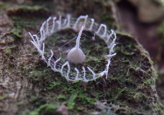 Amazonska misterija, foto 3