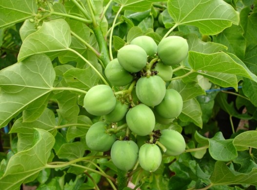 Barbadoski orascic