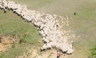Ovce-ispasa_