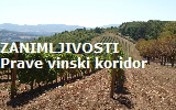 vinograd2