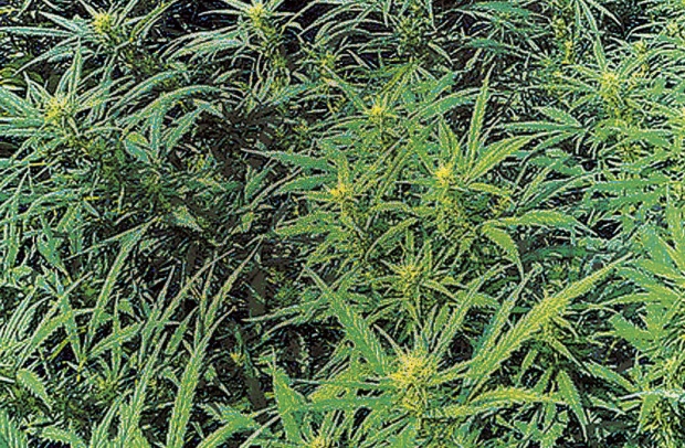 marihuana