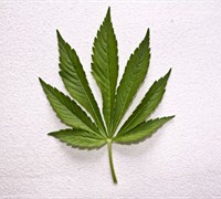 marihuana