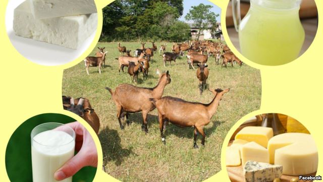 miljanic farma